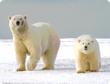Социальная ответственность