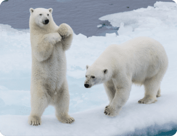 Социальная ответственность